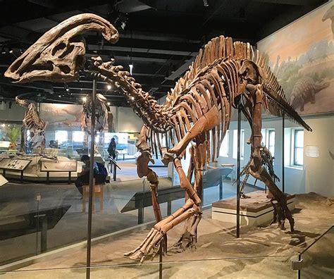 Chewing Versus Sex In The Duck Billed Dinosaurs Paleontology World