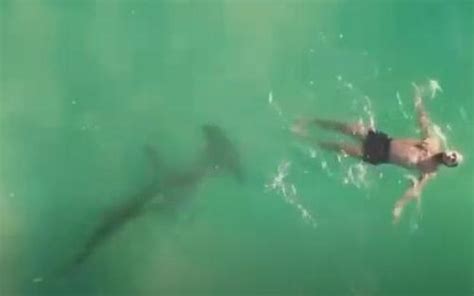 heart stopping moment 10ft hammerhead shark stalks care free swimmer off coast of miami