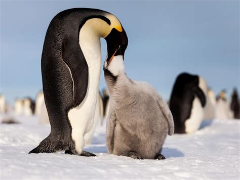 What Do Penguins Eat Complete Guide Birdfact