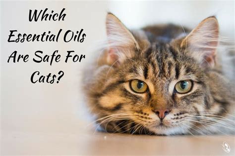 I had understood that using a diffuser with essential oils is always bad for cats because the oil settles on to their fur and when they groom. Which Essential Oils Are Safe for Cats | Cats, Pets ...