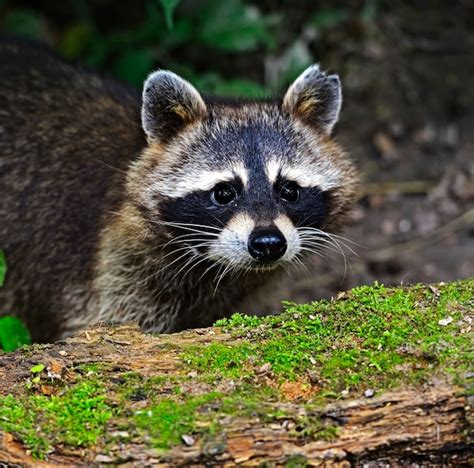 Premium Photo Raccoon In The Forest In The Natural Environment