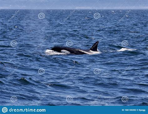 Killer Whale Orca Off The Coast Of Victoria British Columbia Canada