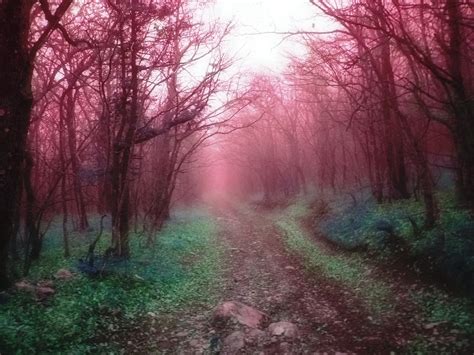 Magic Forest Path Free Photo Download Freeimages