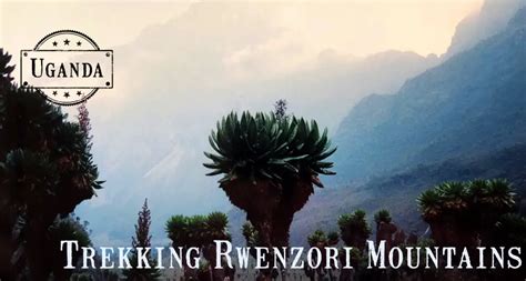 Trekking Rwenzori Mountains National Park The Mystical Mountains Of