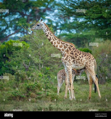 African Giraffe Niger Giraffe Or Nigerian Giraffe West African