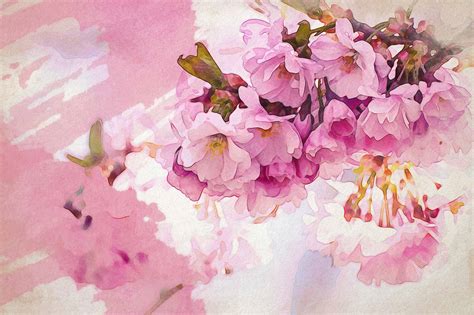 25 Cherry Blossom Watercolor Inspirations To Dream About