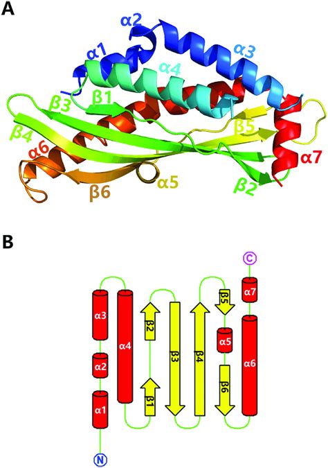 Structure Of Bsp30b A The Tertiary Structure Of Apo Bsp30b Coloured
