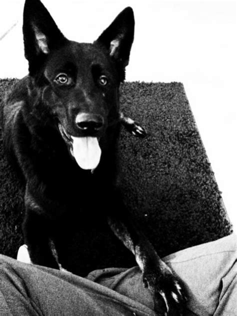 My All Black German Shepherd Puppy Sadie German Shepherd Dog Forums