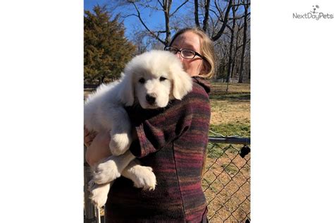 Red Great Pyrenees Puppy For Sale Near Fredericksburg Virginia