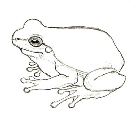 Pin By Artranquility On Iguanas Frog Drawing Frog Art Frog Sketch