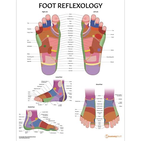 Foot Reflexology Poster Zone Therapy Feet Massage