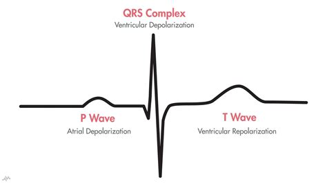 The Cardiac Cycle P Qrs T Nucleotype