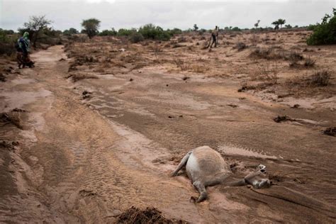Somalilands Herders Devastated By Drought Climate Al Jazeera