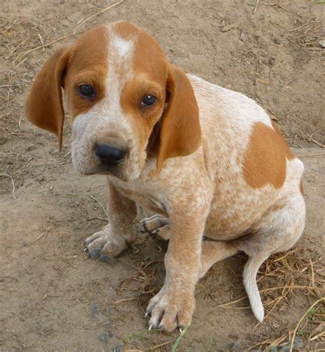 Red Tick Coonhound American English Coonhound Redtick Coonhound