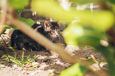 Cute Grey Kitten Hiding Behind Green Leaves Stock Image Image Of