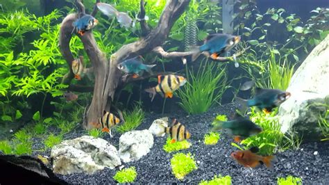 Tiger Barbs Care Guide Tank Setup Mates And Breeding