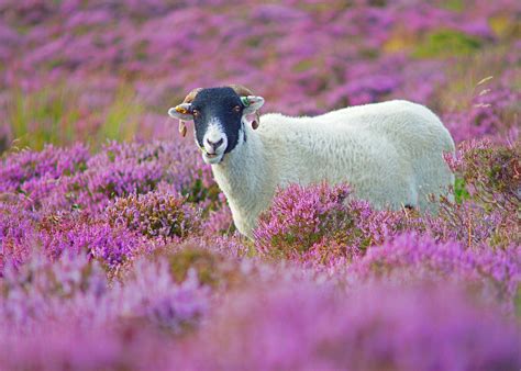 White And Black Sheep On Purple Flower Field At Daytime Hd Wallpaper