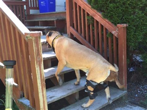 Do Knee Braces Help Dogs Hero Blog