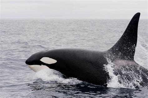 Wikie Is Worlds First Killer Whale That Can Talk Like Humans Watch