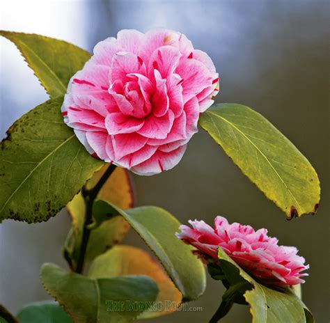 Be Amazed By The Queen Of Winter Flowers