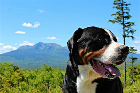12 Things You Should Know About The Greater Swiss Mountain Dog Your