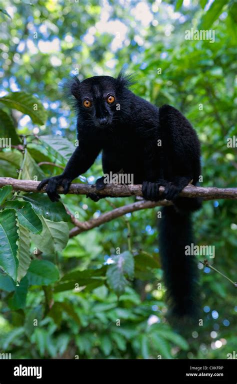 Black Lemur Eulemur Macaco Macaco Male And Female Lokobe Nature