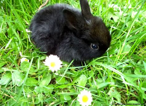 Really Cute Baby Bunnies For Sale Amazing Wallpapers