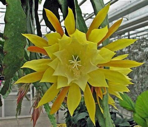 It bears yellow flowers which bloom in the late spring and early summer. Yellow Epiphyllum. Name? | Epiphyllum Cactus flowers ...
