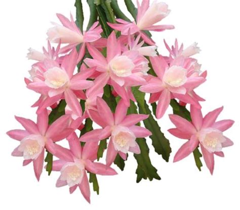 Orchid Cactus Epiphyllum Cactus Care And Growing Guide