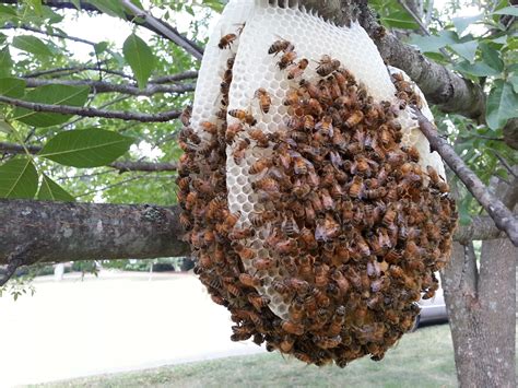 How Many Bees In A Hive Examples And Forms