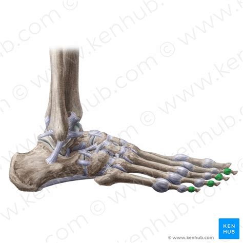 Interphalangeal Joints Of The Foot Anatomy And Function Kenhub