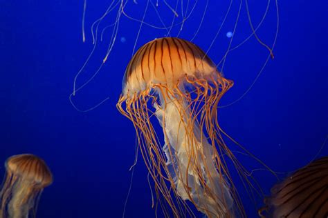 Free Images Sea Ocean Underwater Tranquil Jellyfish