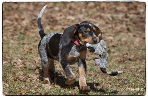 American english coonhound health and care. Bluetick Coonhound Puppy - John Whitehead Images Blog | Bluetick coonhound, Coonhound puppy ...