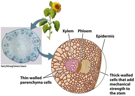Function Of Xylem And Phloem In Leaf