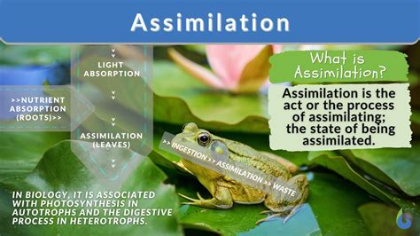 Assimilation Definition And Examples Biology Online Dictionary