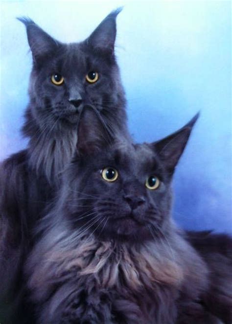 The most common maine coon cat material is ceramic. Maine Coon Kittens for Sale | Northamptonshire Maine Coon ...