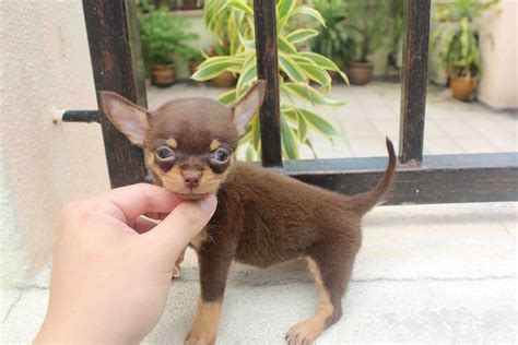 Enter your email address to receive alerts when we have new listings available for brown and tan chihuahua. LovelyPuppy: 20131026 T-Cup Smooth Coat Chocolate Tan ...