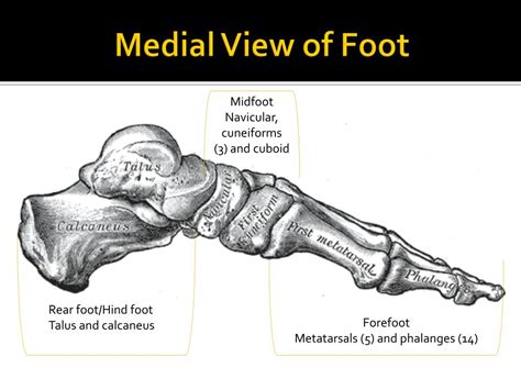 Ppt Anatomy Of The Foot Powerpoint Presentation Free Download Id