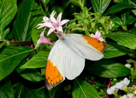 The Wayward Hawaiian The Great Orange Tip Butterfly