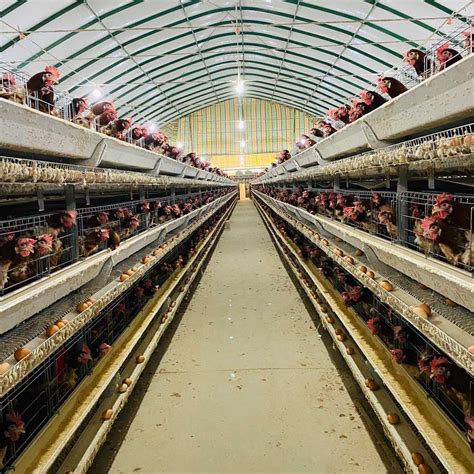 Commercial Chicken Cages For Sale Layer Broiler Brooder