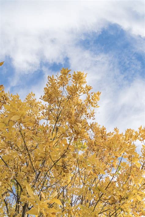 Fall Foliage Background Of Yellow Texas Cedar Elm Leaves Stock Photo