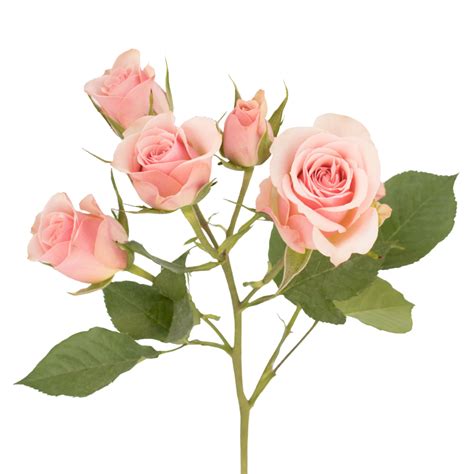 Peach Spray Roses Stemnew Le Bloomerie