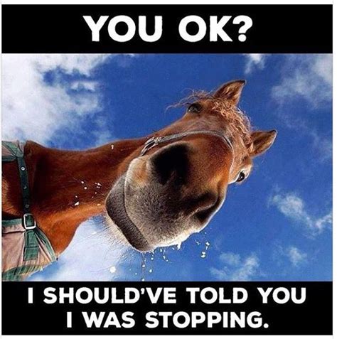 Pin By Scotti Combs Centers On Just 4 Fun Funny Horse Memes Funny