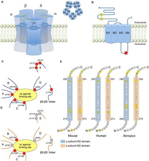 Frontiers The Structure Function And Physiology Of The Fetal And