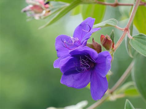 Princess Flower Plant Facts - How To Grow A Princess Flower Bush