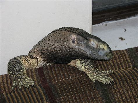 The 5 Best Pet Monitor Lizard Species Pethelpful