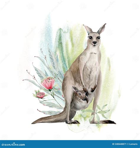 Watercolor Australian Kangaroo Illustration Stock Illustration