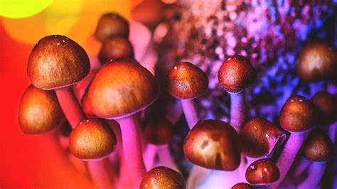 Want To Quit Smoking Eat A Magic Mushroom New Study Says Spirit
