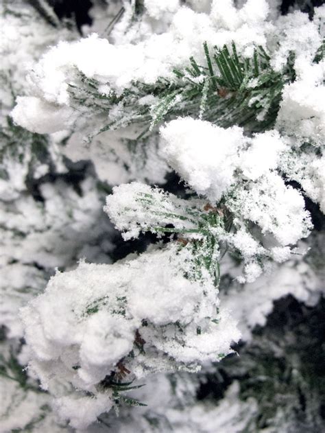 Antarctic Pine Heavily Flocked White Snow Christmas Tree With 745 Tips