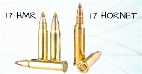17 Hmr Vs 17 Hornet Whats The Difference